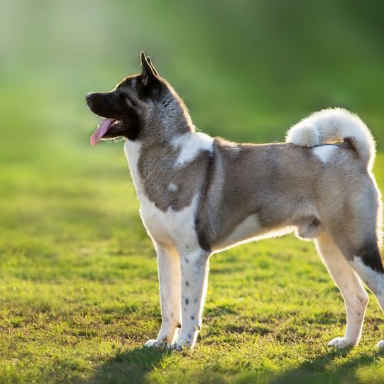 Akita americano en la hierba verde