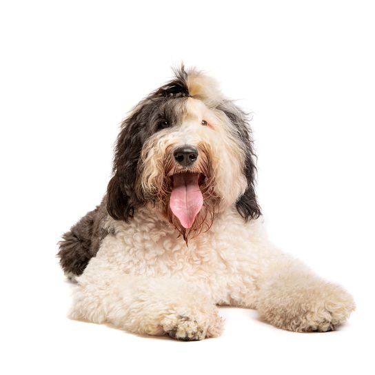 Oveja perro caniche delante de un fondo blanco Oveja perro caniche delante de un fondo blanco