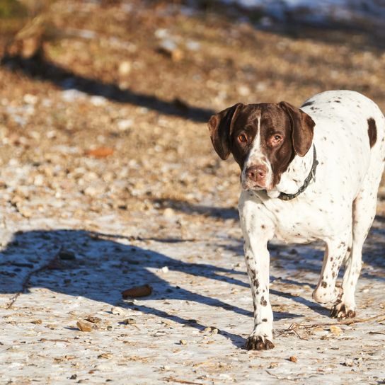 Viejo perro de muestra danés caminando por un sendero forestal en invierno