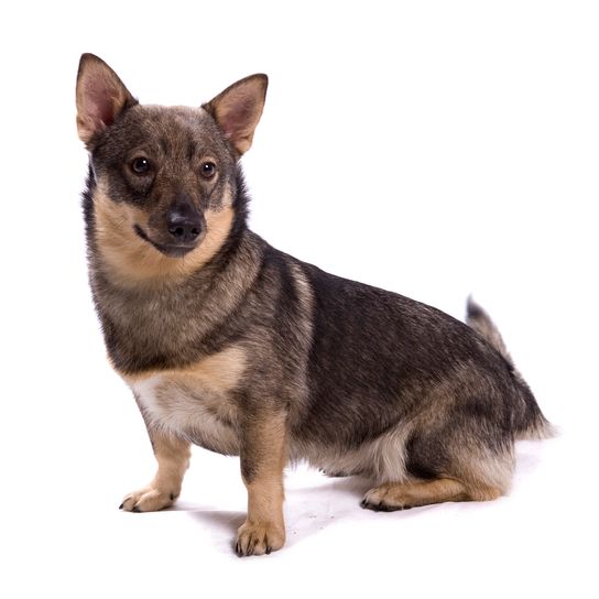 Perro Vallhund sueco aislado sobre fondo blanco Perro Vallhund sueco aislado sobre fondo blanco