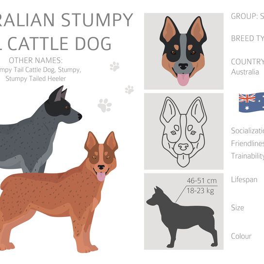 Perro boyero australiano de cola rechoncha todos los colores. Diferentes colores de pelaje y poses.  Ilustración vectorial