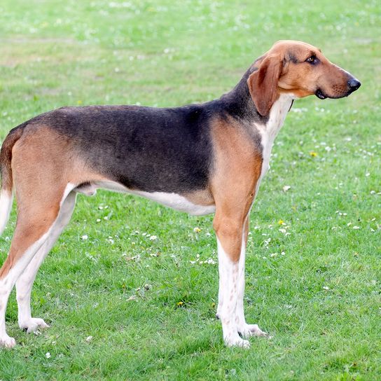 Típico perro Poitevin de Scenthound en un prado primaveral