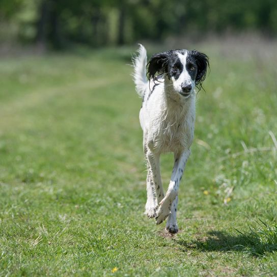 El Taigan pertenece a la familia de los galgos orientales. El Taigan es una raza canina muy rara, de la que se han registrado unos 300 ejemplares en todo el mundo. Enfoque selectivo del perro El Taigan pertenece a la familia de los galgos orientales. El Taigan es una raza canina muy rara, de la que se han registrado unos 300 ejemplares en todo el mundo. Enfoque selectivo del perro