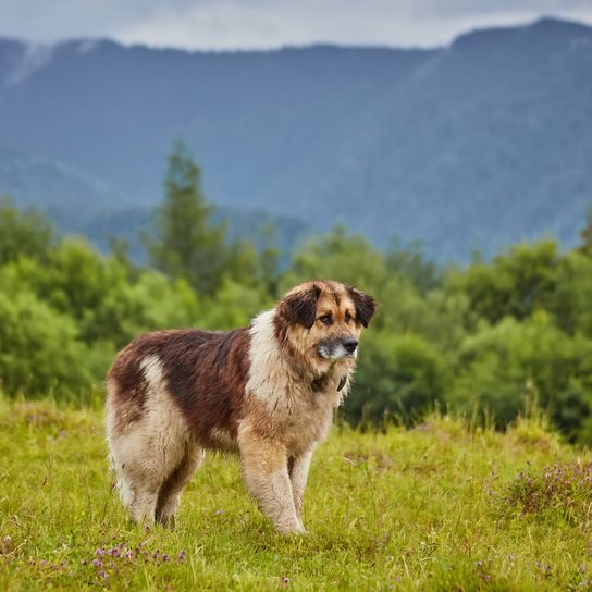 Perro pastor rumano en un campo verde