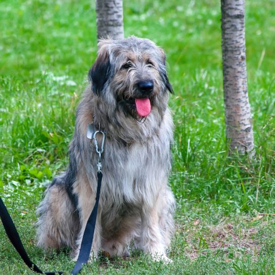 Perro pastor ruso del sur se sienta cerca de las piernas humanas