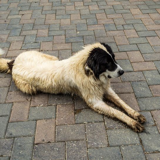 El perro pastor de Bucovina. Gran perro pastor de seguridad.