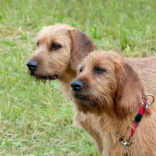 Dos perros de pelo duro de Estiria