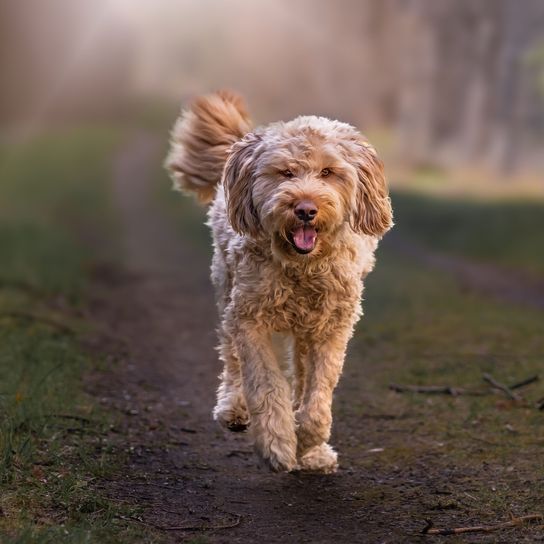 Una hermosa vista de un lindo perro nutria corriendo en el parque