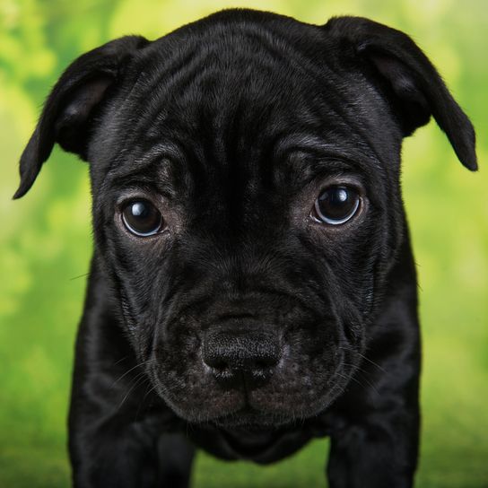 Hembra negra perra American Staffordshire Bull Terrier o cachorro AmStaff de cinco semanas sobre fondo verde.
