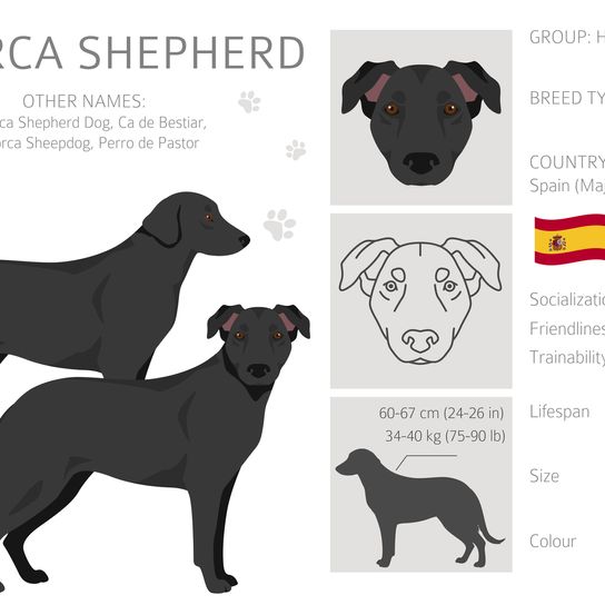 Perro pastor mallorquín. Todos los colores de pelaje en un conjunto.  Infografía de todas las razas de perros. Ilustración vectorial
