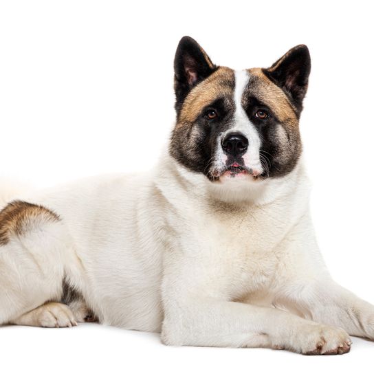 Perro Akita americano mirando a la cámara, aislado sobre blanco Perro Akita americano mirando a la cámara, aislado sobre blanco