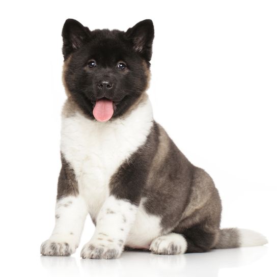 Retrato de un cachorro de Akita americano sobre fondo blanco