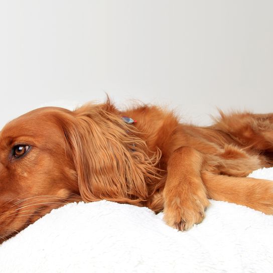 Hermoso perro irlandés dorado con aspecto triste y solitario. Mezcla de Golden Retriever y Setter irlandés. Perro tumbado en un cojín blanco, espacio para texto. Perro deprimido. Hermoso perro irlandés dorado con aspecto triste y solitario. Mezcla de Golden Retriever y Setter irlandés. Perro tumbado en un cojín blanco, espacio para texto. Perro deprimido.