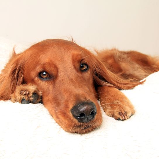 Precioso perro irlandés dorado. Mezcla de Golden Retriever y Setter irlandés. El perro está tumbado sobre un cojín blanco, espacio para texto. Precioso perro irlandés dorado. Mezcla de Golden Retriever y Setter irlandés. El perro está tumbado sobre un cojín blanco, espacio para texto.