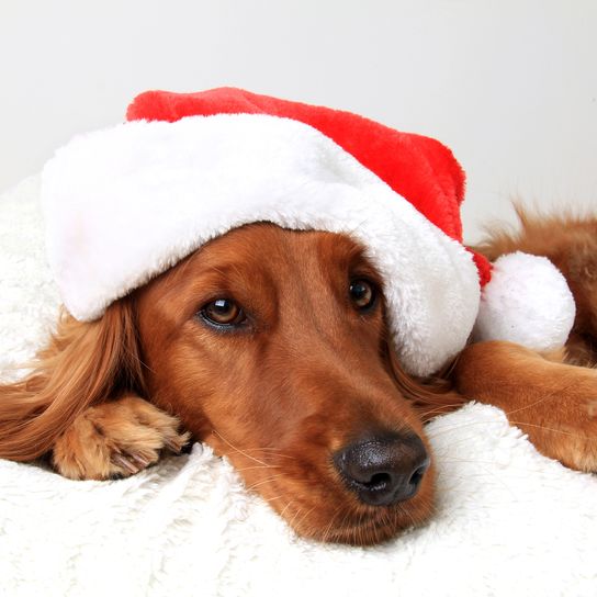 Precioso perro irlandés dorado con un gorro de Papá Noel por Navidad. Mezcla de Golden Retriever y Setter irlandés. El perro está tumbado sobre un cojín blanco, espacio para texto. Precioso perro irlandés dorado con un gorro de Papá Noel por Navidad. Mezcla de Golden Retriever y Setter irlandés. El perro está tumbado sobre un cojín blanco, espacio para texto.