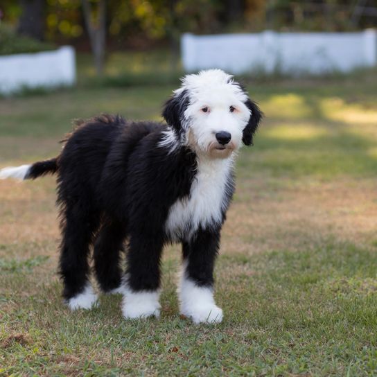 Un cachorro de caniche oveja está de pie en la hierba y mira a la cámara con expresión preocupada. Un cachorro de caniche oveja está de pie en la hierba y mira a la cámara con expresión preocupada.
