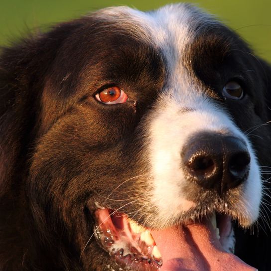 Retrato de un perro pastor rumano cerca de la granja de ovejas