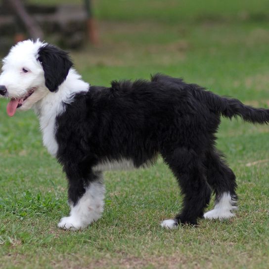 Cachorro de Sheepadoodle de pie en la hierba cuando el césped está a la sombra. Cachorro de Sheepadoodle de pie en la hierba cuando el césped está a la sombra.