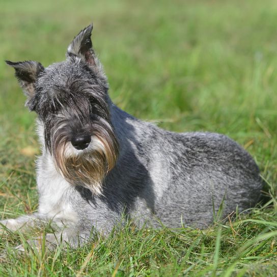 Schnauzer estándar (schnauzer mediano) tumbado sobre hierba verde