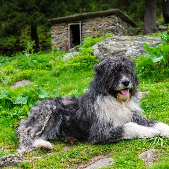 Perro pastor miorita rumano tumbado en la hierba de la montaña