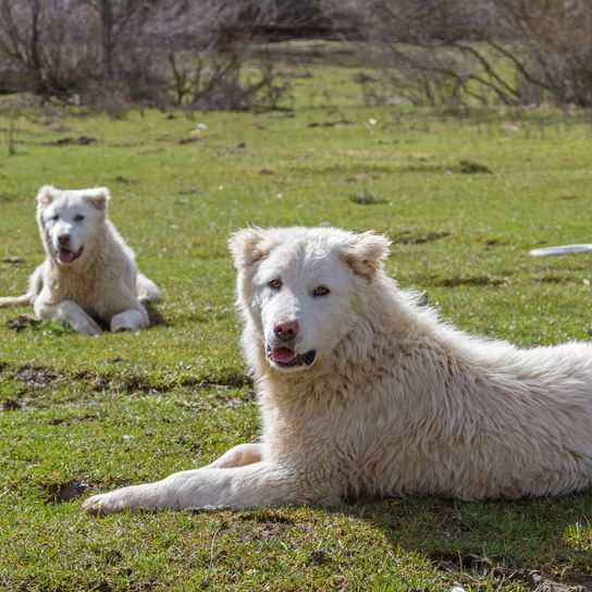 Dos perros pastores de la Maremma y los Abruzos jugando juntos en un prado