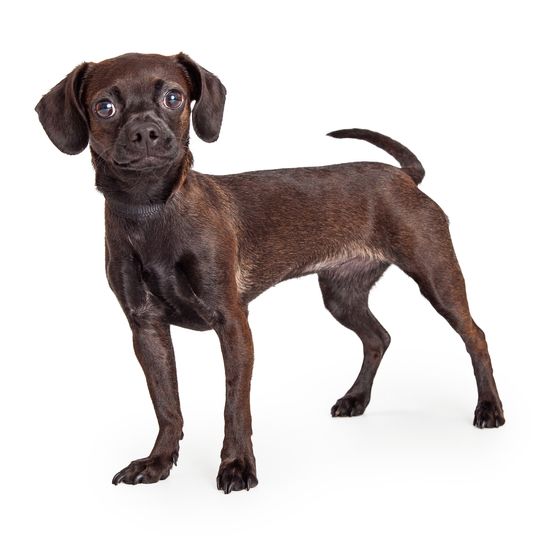 Lindo perrito negro mezcla de beagle y chihuahua de pie a un lado y mirando hacia delante a la cámara, aislado sobre fondo blanco