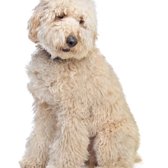 Labradoodle australiano delante de un fondo blanco
