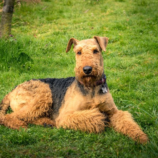 Airedale Terrier tumbado en un prado verde, perro negro marrón con rizos y orejas inclinadas, perro grande similar al fox terrier