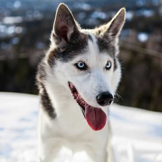 Alaskan Husky Tumbado, Perro corredor blanco y negro, Raza de perro americano de trineo, Perro de trineo, Perro de trabajo, Perro con las orejas paradas