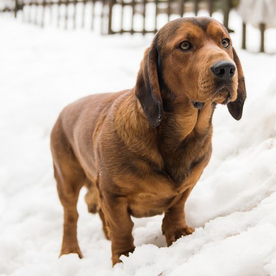 Tejón alpino en la nieve, pequeño perro de caza marrón de Austria con orejas caídas y pelaje corto