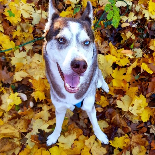 Hund, Pflanze, Blatt, Fleischfresser, Gelb, Baum, Kitz, Gras, Menschen in der Natur, Begleithund,