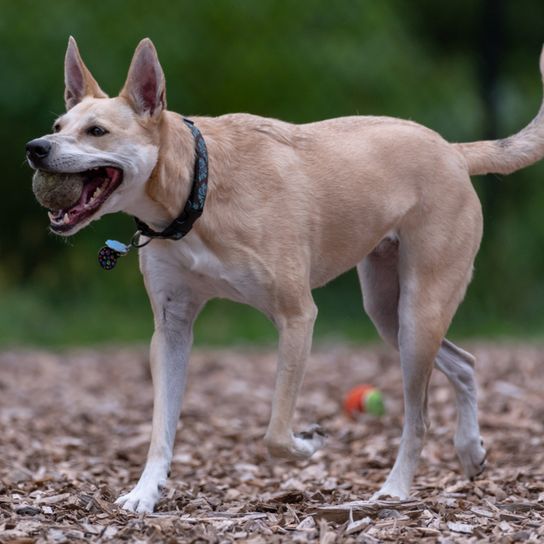 Perro de Carolina, Dingo Americano, Perro mediano marrón con las orejas paradas, Dingo de América, Razas caninas americanas, Raza canina no reconocida de América, Perro de los Estados Unidos, Perro de los habitantes, Raza canina autóctona, Perro de cría, Raza de vida libre, Descripción de la raza