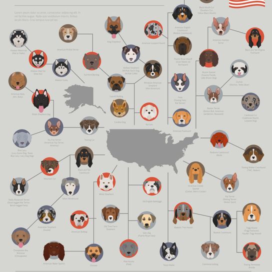Resumen de todas las razas de perros americanas, razas de perros del mundo, cuántos perros hay en el mundo, lista de razas de perros de América