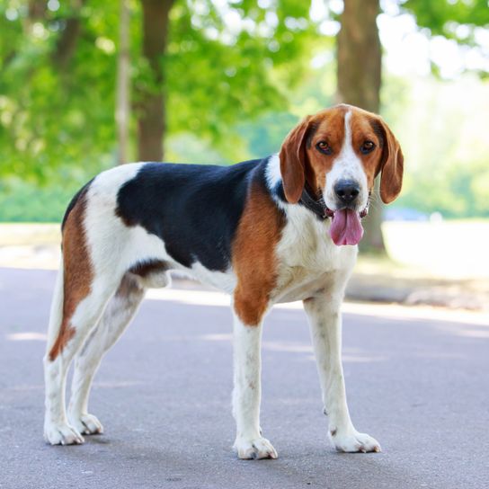 Perro, mamífero, vertebrado, raza de perro, Canidae, carnívoro, perro estonio, Foxhound americano de pie en una carretera