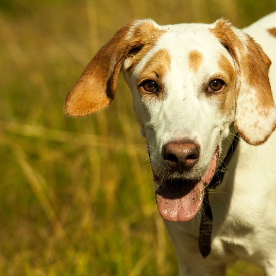 American Foxhound rojo blanco, perro de caza grande adulto de América, perro similar al Beagle pero grande