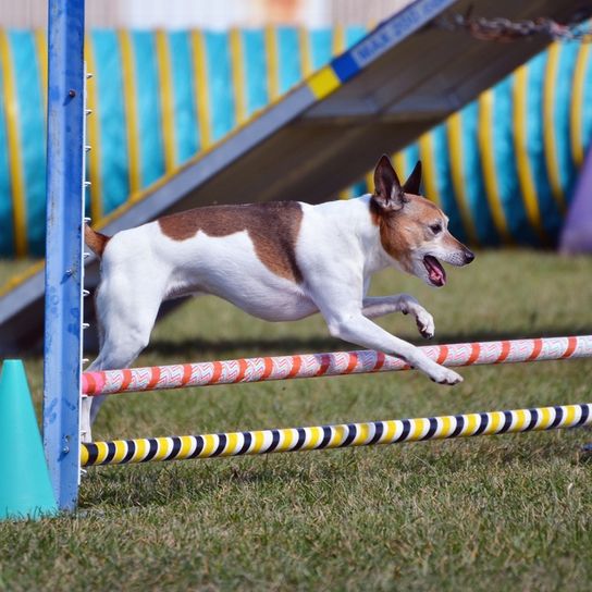 American Rat Terrier, Terrier de América, raza de perro blanco y marrón, perro pequeño con orejas puntiagudas, perro en deportes caninos, agility