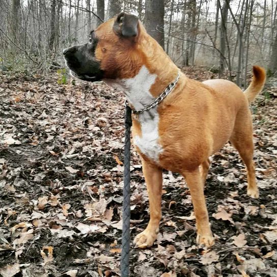 Perro, carnívoro, raza de perro, hígado, collar, animal de trabajo, cervatillo, árbol, cola, collar de perro,