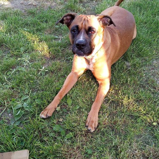 Perro,Raza de perro,Carnívoro,Perro de compañía,Leonado,Pasto,Animal de trabajo,Bozal,Boxer,Grupo deportivo,