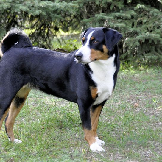 Perro de montaña Appenzeller negro marrón blanco con la cola enroscada, Perro de montaña suizo