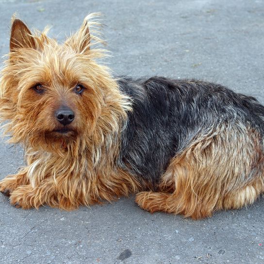 Terrier australiano, raza de perro pequeño, perros australianos, perro con orejas paradas, perro terrier, raza de perro para principiantes, perro para la ciudad, perro pastor pequeño, caza de ratas, perro que caza ratas, perro con melena