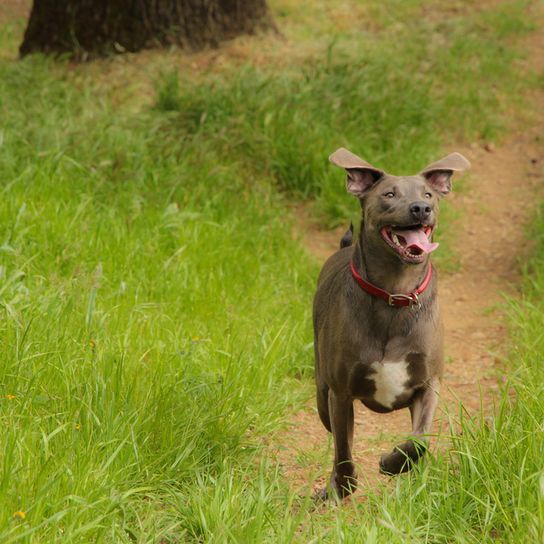 Blue Lacy, raza de perro americana, perro gris corriendo por un prado