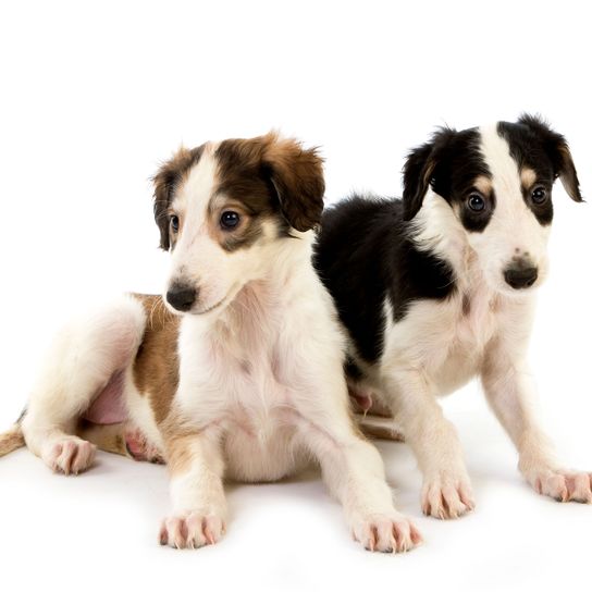 perro, mamífero, vertebrado, raza de perro, Canidae, carnívoro, perro de compañía, cachorro, Borzoi, dos cachorros de Borzoi con manchas sentados sobre fondo blanco