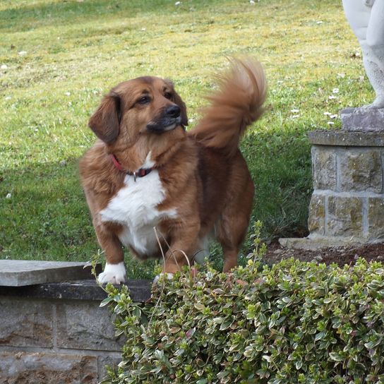 Perro,Planta,Raza de perro,Carnívoro,Hígado,Perro de compañía,Leonado,Hierba,Cubierta vegetal,Hocico,