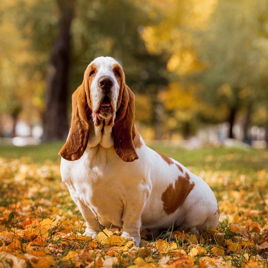 Basset sentado en un montón de hojas, Perro con orejas largas y caídas, Perro que se parece al Beagle, Este perro tiende a tener sobrepeso, Perro pequeño marrón y blanco