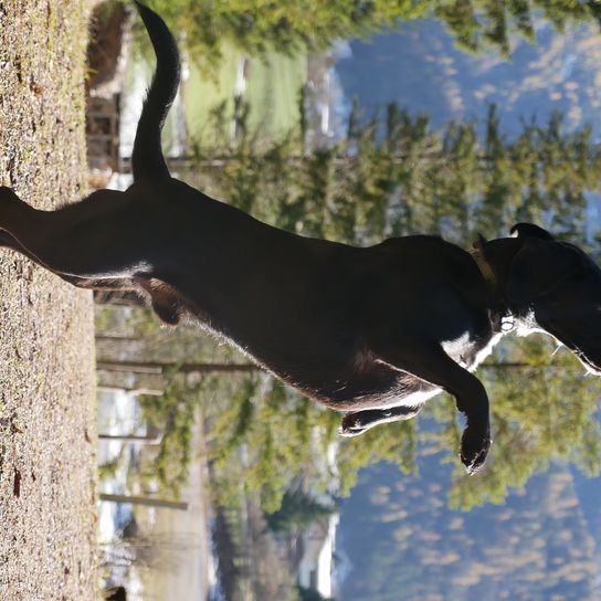 Perro,Árbol,Carnívoro,Raza de perro,Planta,Leonado,Animal de trabajo,Cola,Perro de compañía,Ocio,