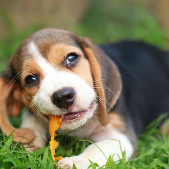 Beagle mastica la piel de naranja Perro, mamífero, vertebrado, beagle, raza de perro, canidae, beaglier, perro tricolor, carnívoro, cachorro, beagle mastica la piel de naranja en la hierba