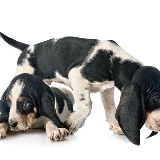 Perro de caza de Suiza, Variedad de sabueso suizo, Cachorros de sabueso bernés blanco y negro, Cachorros de tres pelos, Perro parecido al Beagle, Perro de orejas largas y caídas, Perro de carga, Perro parecido a Billy, Perro parecido a la porcelana, Raza de perro de Suiza, Raza de perro delgada de tamaño medio, Todas las razas de perro de Suiza,