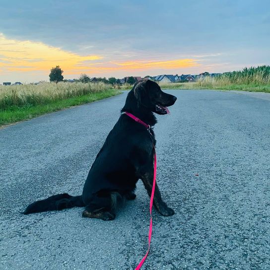 Himmel,Hund,Wolke,Pflanze,Hunderasse,Fleischfresser,Halsband,Asphalt,Begleithund,Kitz,