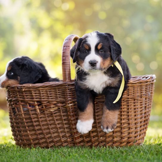 Perro, mamífero, vertebrado, Canidae, raza de perro, carnívoro, perro de compañía, perro de montaña de Berna, cachorro, grupo deportivo, dos cachorros de perro de montaña de Berna en una cesta, picnic