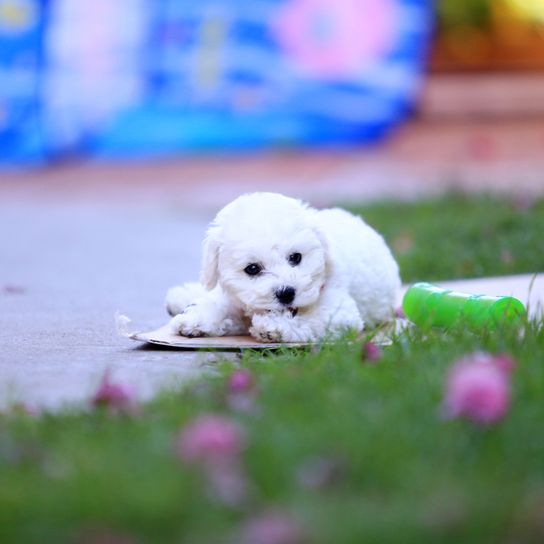 Cachorro de Bichon Frise tumbado en el prado de flores y masticando un objeto, pequeño perro blanco similar al Pomerania